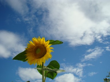  My homegrown sunflower - Pukekohe